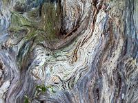 Detail an morschem Wurzelstock mit Strukturen um Löcher